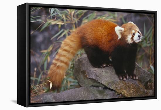 Lesser Panda-DLILLC-Framed Stretched Canvas