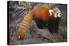 Lesser Panda-DLILLC-Stretched Canvas