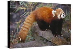 Lesser Panda-DLILLC-Stretched Canvas