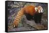 Lesser Panda-DLILLC-Framed Stretched Canvas