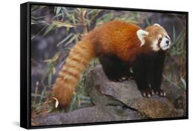 Lesser Panda-DLILLC-Framed Stretched Canvas