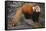 Lesser Panda-DLILLC-Framed Stretched Canvas