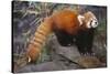 Lesser Panda-DLILLC-Stretched Canvas