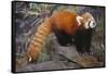 Lesser Panda-DLILLC-Framed Stretched Canvas
