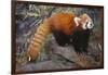 Lesser Panda-DLILLC-Framed Photographic Print