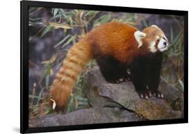 Lesser Panda-DLILLC-Framed Photographic Print