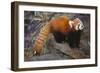 Lesser Panda-DLILLC-Framed Photographic Print