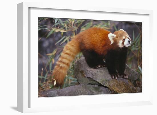 Lesser Panda-DLILLC-Framed Photographic Print