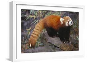 Lesser Panda-DLILLC-Framed Photographic Print