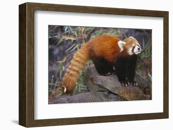 Lesser Panda-DLILLC-Framed Photographic Print