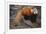 Lesser Panda-DLILLC-Framed Photographic Print