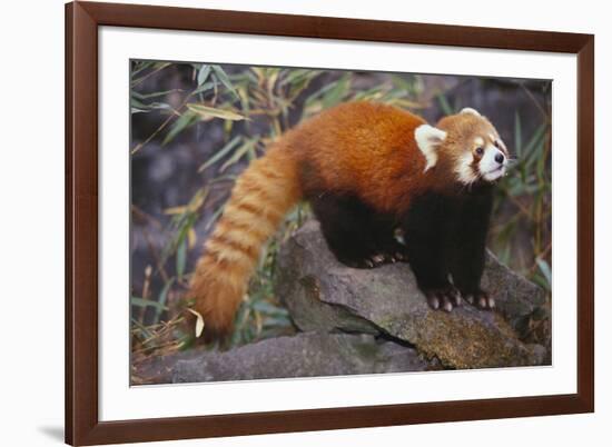 Lesser Panda-DLILLC-Framed Photographic Print