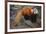 Lesser Panda-DLILLC-Framed Photographic Print