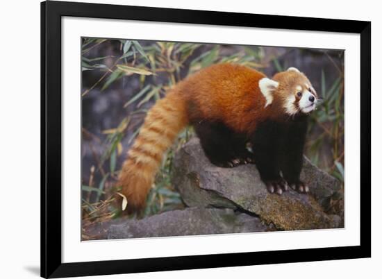 Lesser Panda-DLILLC-Framed Photographic Print