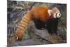 Lesser Panda-DLILLC-Mounted Photographic Print
