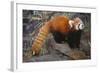 Lesser Panda-DLILLC-Framed Photographic Print