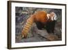 Lesser Panda-DLILLC-Framed Photographic Print