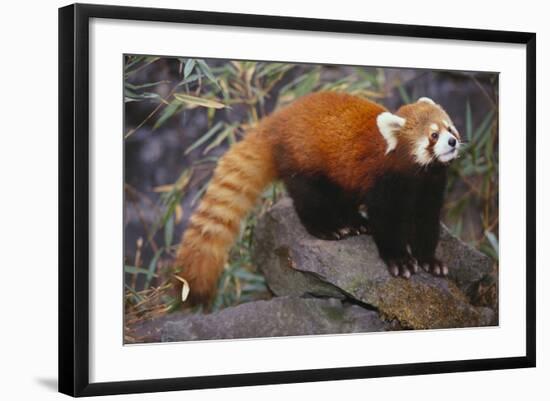 Lesser Panda-DLILLC-Framed Photographic Print