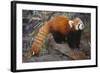 Lesser Panda-DLILLC-Framed Photographic Print