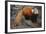 Lesser Panda-DLILLC-Framed Photographic Print