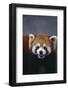 Lesser Panda-DLILLC-Framed Photographic Print