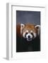 Lesser Panda-DLILLC-Framed Photographic Print