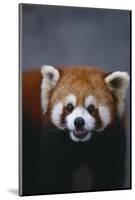 Lesser Panda-DLILLC-Mounted Photographic Print