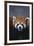 Lesser Panda-DLILLC-Framed Photographic Print