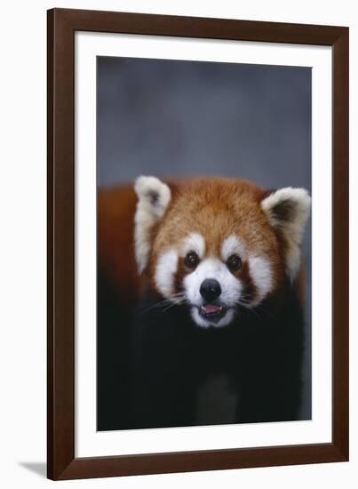 Lesser Panda-DLILLC-Framed Photographic Print