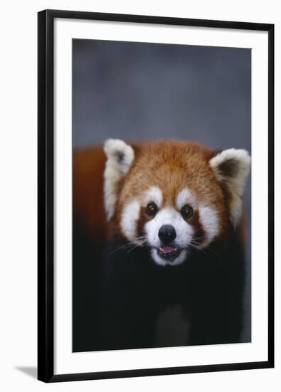 Lesser Panda-DLILLC-Framed Photographic Print