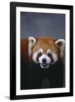 Lesser Panda-DLILLC-Framed Photographic Print