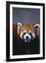 Lesser Panda-DLILLC-Framed Photographic Print