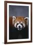 Lesser Panda-DLILLC-Framed Photographic Print