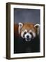 Lesser Panda-DLILLC-Framed Photographic Print