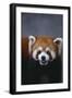 Lesser Panda-DLILLC-Framed Photographic Print