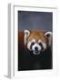 Lesser Panda-DLILLC-Framed Photographic Print