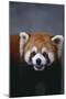 Lesser Panda-DLILLC-Mounted Photographic Print