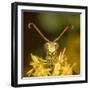 Lesser paper wasp on Goldenrod flower, Pennsylvania, USA-Doug Wechsler-Framed Photographic Print