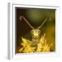 Lesser paper wasp on Goldenrod flower, Pennsylvania, USA-Doug Wechsler-Framed Photographic Print