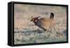 Lesser Prairie-Chicken Male on Display Ground-null-Framed Stretched Canvas