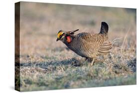 Lesser Prairie-Chicken Male on Display Ground-null-Stretched Canvas