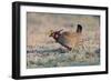 Lesser Prairie-Chicken Male on Display Ground-null-Framed Photographic Print