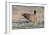 Lesser Prairie-Chicken Male on Display Ground-null-Framed Photographic Print