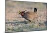 Lesser Prairie-Chicken Male on Display Ground-null-Mounted Photographic Print