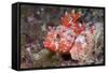 Lesser Red Scorpionfish (Scorpaena Notata), Tamariu, Costa Brava, Mediterranean Sea, Spain-Reinhard Dirscherl-Framed Stretched Canvas