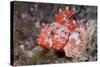 Lesser Red Scorpionfish (Scorpaena Notata), Tamariu, Costa Brava, Mediterranean Sea, Spain-Reinhard Dirscherl-Stretched Canvas