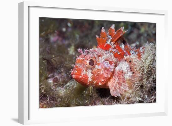 Lesser Red Scorpionfish (Scorpaena Notata), Tamariu, Costa Brava, Mediterranean Sea, Spain-Reinhard Dirscherl-Framed Photographic Print