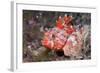 Lesser Red Scorpionfish (Scorpaena Notata), Tamariu, Costa Brava, Mediterranean Sea, Spain-Reinhard Dirscherl-Framed Photographic Print