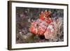 Lesser Red Scorpionfish (Scorpaena Notata), Tamariu, Costa Brava, Mediterranean Sea, Spain-Reinhard Dirscherl-Framed Photographic Print