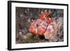 Lesser Red Scorpionfish (Scorpaena Notata), Tamariu, Costa Brava, Mediterranean Sea, Spain-Reinhard Dirscherl-Framed Photographic Print